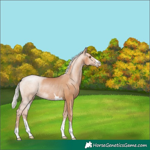 Horse Color:Silver Black Pearl Rabicano 
