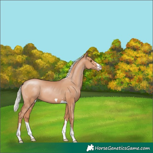 Horse Color:Silver Black Pearl 