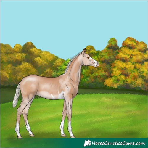 Horse Color:Silver Black Pearl 