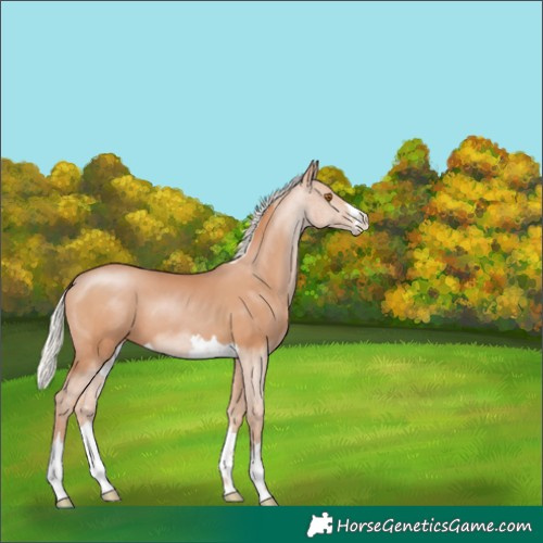 Horse Color:Silver Black Pearl 