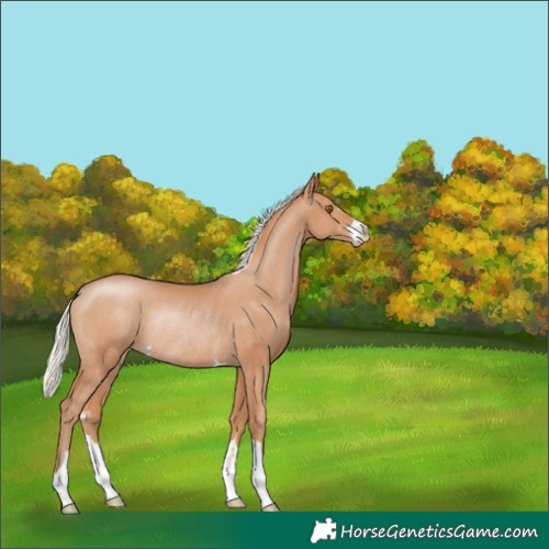 Horse Color:Silver Black Pearl Rabicano 