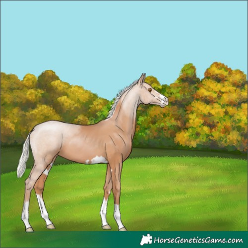 Horse Color:Silver Black Pearl 