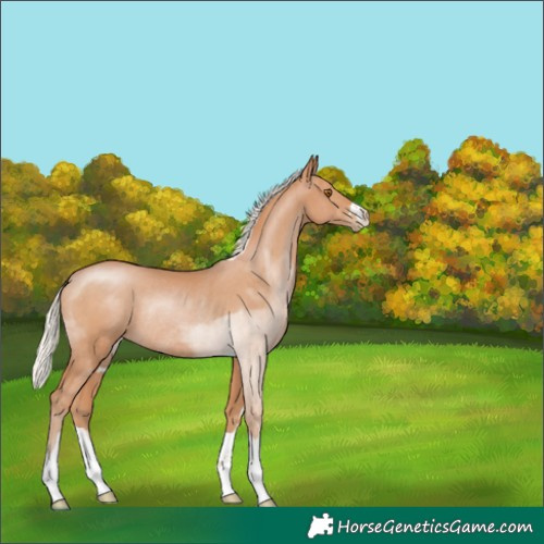 Horse Color:Silver Black Pearl Rabicano 