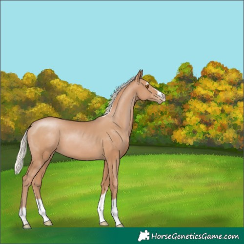 Horse Color:Silver Black Pearl 