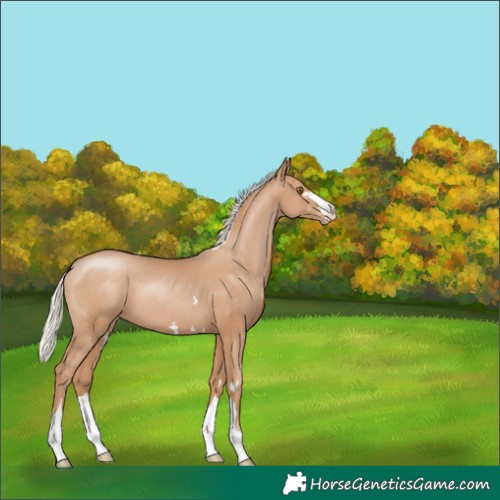 Horse Color:Silver Black Pearl 