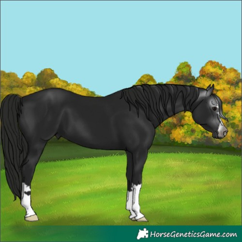 Horse Color:Gray Black