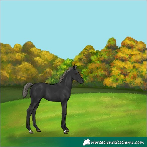 Horse Color:Liver Chestnut Mushroom
