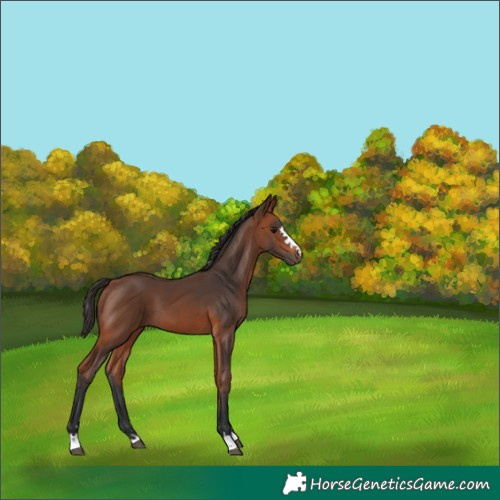 Horse Color:Bay 