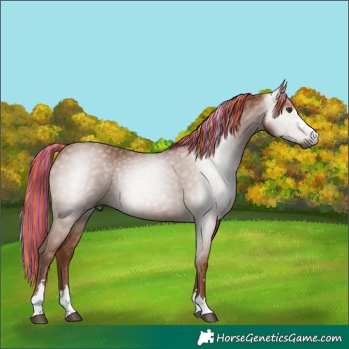 Horse Color:Gray Painted Chestnut