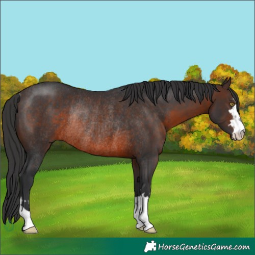Horse Color:Brown Rabicano 