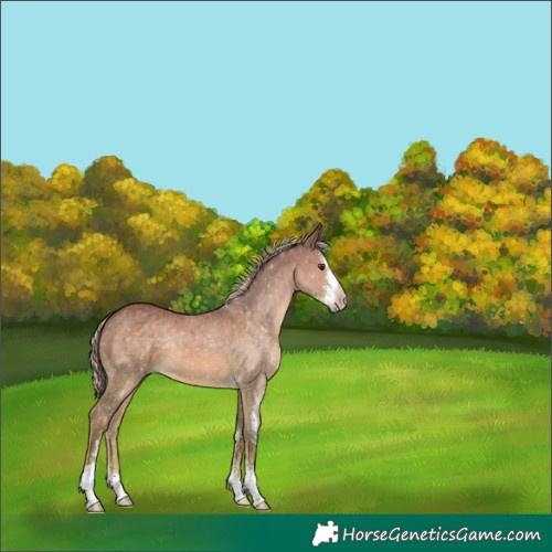 Horse Color:Chocolate Palomino Sabino 