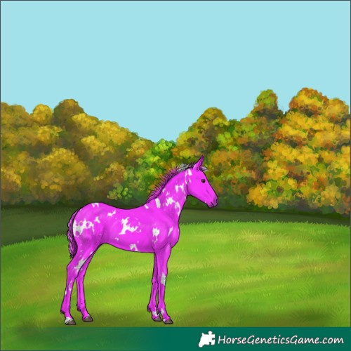 Horse Color:Watercolor White Spotted Liver Chestnut