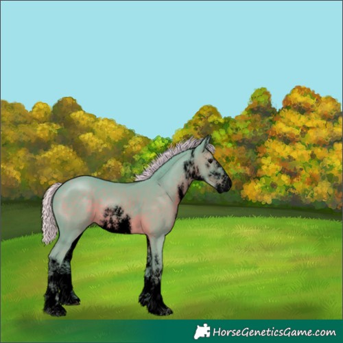 Horse Color:Void Watercolor White Spotted Silver Black 
