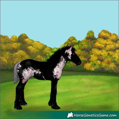 Horse Color:Void Watercolor Silver Buckskin Ice Mushroom Splash Tobiano