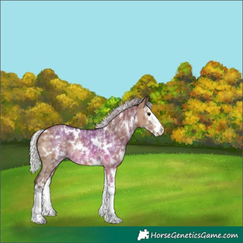 Horse Color:White Spotted Silver Brown Dun Sabino Splash 