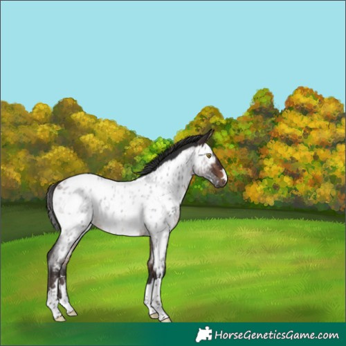 Horse Color:Bay Roan Appaloosa Rabicano 