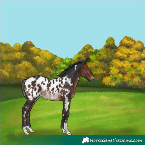 Horse Color:White Spotted Bay Appaloosa Rabicano