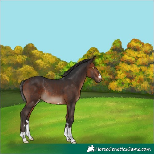 Horse Color:Bay Rabicano 