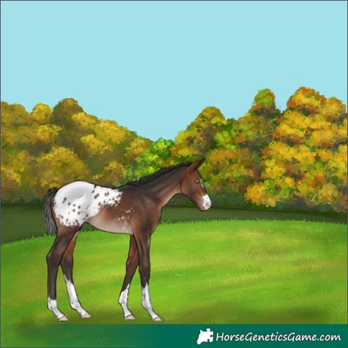 Horse Color:Bay Appaloosa Rabicano