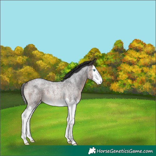 Horse Color:Brown Roan Splash Rabicano 