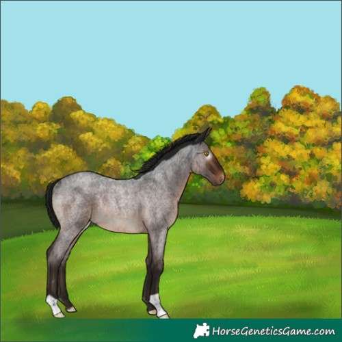Horse Color:Gray Brown Roan Rabicano