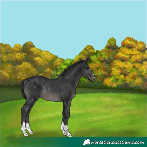 Horse Color:Black Rabicano 
