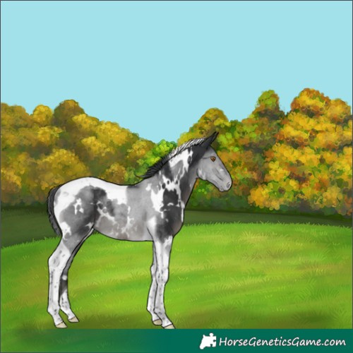 Horse Color:White Spotted Black Tobiano Rabicano 