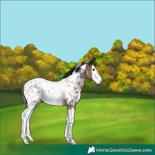 Horse Color:Gray White Spotted Bay Roan Splash Appaloosa Rabicano 