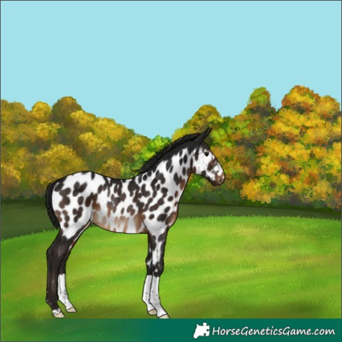 Horse Color:Gray Brown Appaloosa Rabicano 