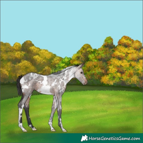 Horse Color:White Spotted Bay Roan Rabicano 