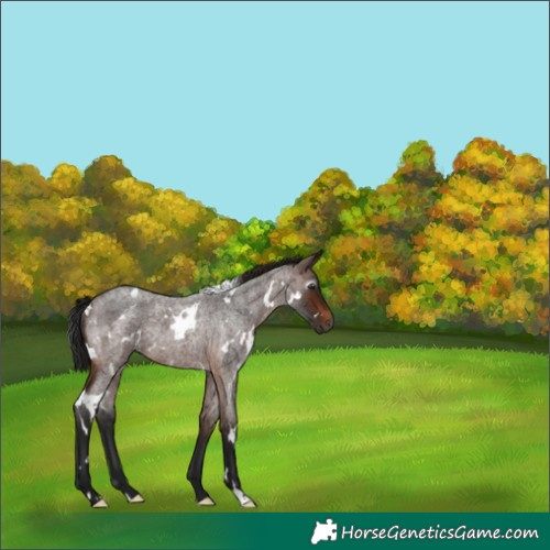 Horse Color:Gray White Spotted Bay Roan Rabicano 