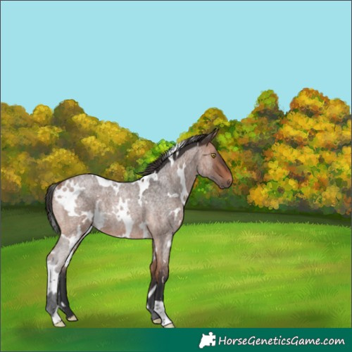 Horse Color:White Spotted Bay Roan Rabicano 