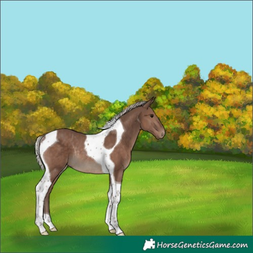 Horse Color:Silver Black Tobiano Rabicano 