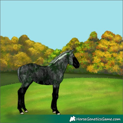 Horse Color:Gray Void Watercolor Silver Brown Ice Roan Splash Rabicano 