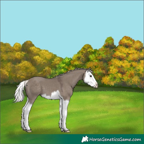 Horse Color:Silver Grullo Splash 