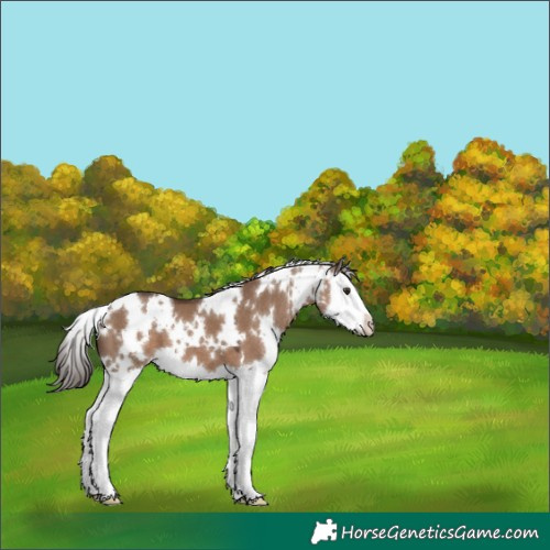 Horse Color:White Spotted Liver Red Dun Splash 