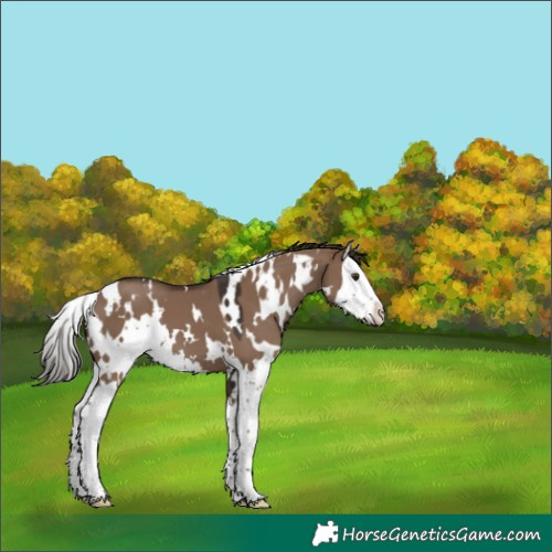 Horse Color:White Spotted Liver Red Dun Splash 