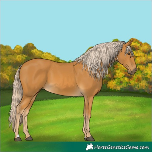 Horse Color:Unknown 