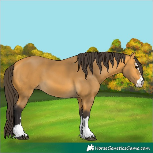 Horse Color:Unknown 