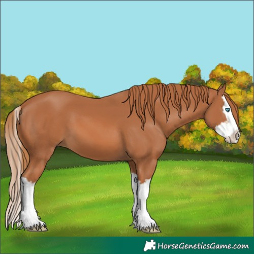 Horse Color:Unknown 