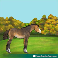 Horse Color:Buckskin