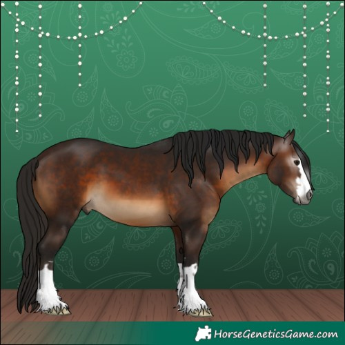 Horse Color:Gray Bay 