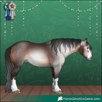 Horse Color:Gray Bay 
