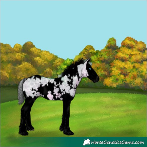 Horse Color:Void Watercolor White Spotted Silver Buckskin Ice Dun Splash