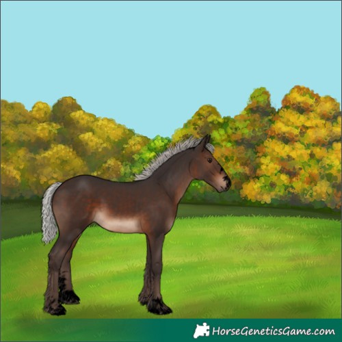 Horse Color:Void Silver Brown 