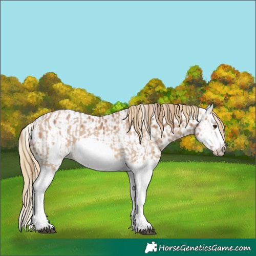 Horse Color:Red Dun Splash Frame  and Red Dun Splash Frame Appaloosa 