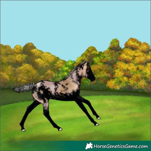 Horse Color:Void White Spotted Silver Buckskin Dun Splash