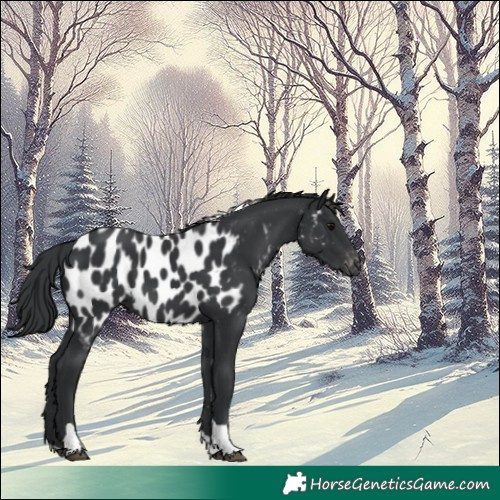 Horse Color:Black Tobiano Appaloosa 