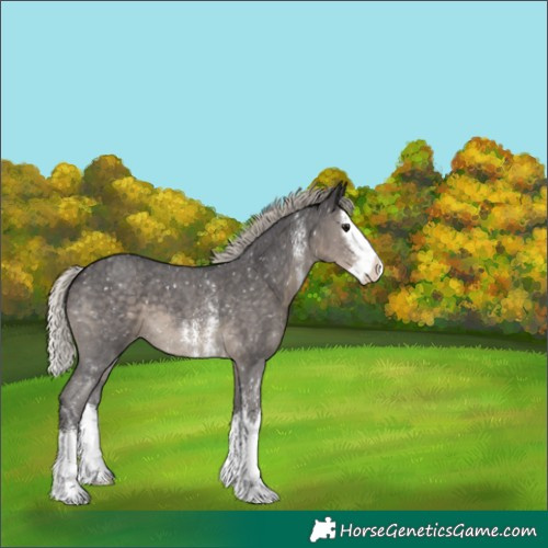Horse Color:Silver Smoky Black Sabino Splash Appaloosa 