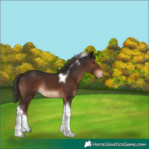 Horse Color:Liver Chestnut Tobiano Varnish Rabicano 